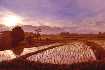 Image showing Evening Shadow