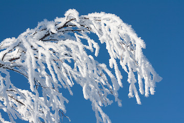 Image showing Branches tree cover drizzle