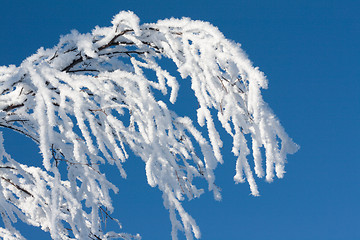 Image showing Branches tree cover drizzle two