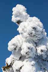 Image showing Pine in snow