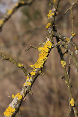 Image showing Moss on the branch