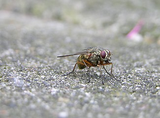 Image showing Fly