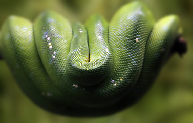 Image showing Green tree python