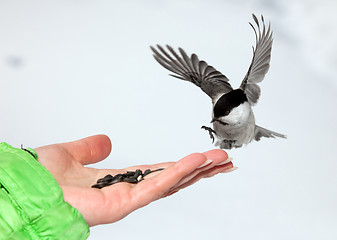 Image showing Chickadee