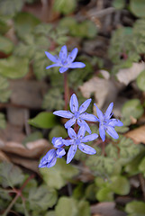 Image showing blue spring flowers