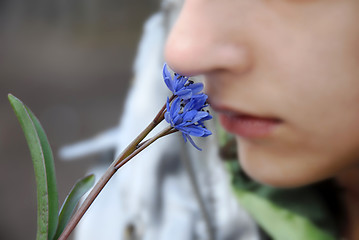 Image showing blue spring flowers