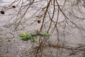 Image showing Trees mirrored in pool