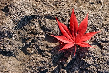 Image showing Red leaf