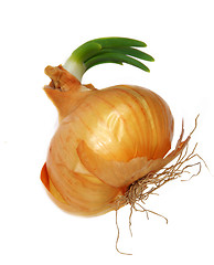 Image showing Onion sprout