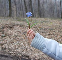 Image showing blue spring flowers