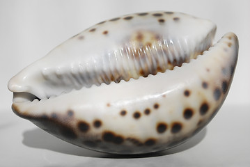 Image showing  seashell