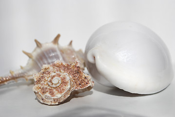 Image showing still life with seashell