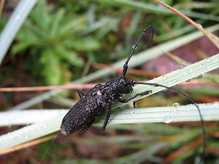 Image showing bug with a dewdrop