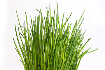 Image showing Fresh chive