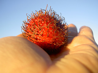 Image showing fruit rambutan in my hand