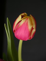 Image showing Tulip