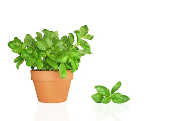 Image showing Basil Herb