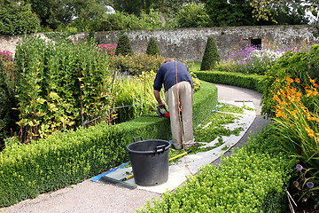 Image showing Hedge Cutting 