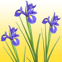 Image showing Iris 