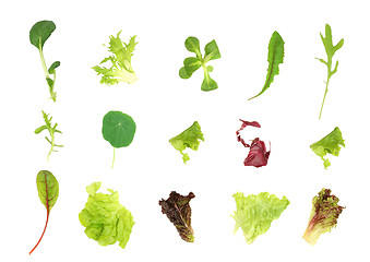 Image showing Salad Leaf Selection