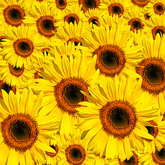 Image showing Yellow Beauties