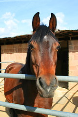 Image showing Dark Brown Horse