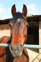 Image showing Dark Brown Horse