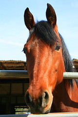 Image showing Dark Brown Horse