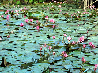 Image showing Water lilies Green