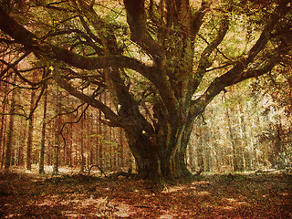 Image showing Retro forest