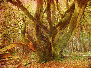 Image showing Retro forest