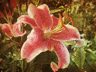 Image showing Retro Lily