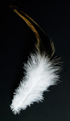 Image showing feather