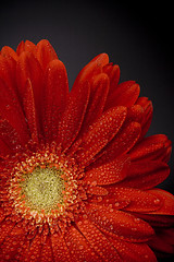 Image showing red gerbera