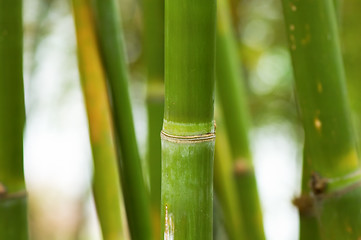 Image showing Bamboo