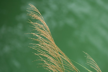 Image showing Bulrush