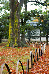 Image showing Tree in yard