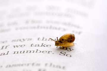 Image showing Small snail