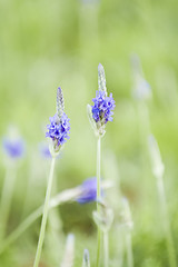 Image showing Lavender