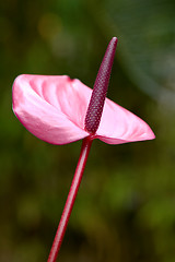 Image showing Purple flamingo flower