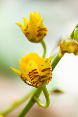 Image showing Yellow orchid