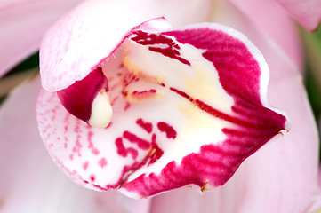 Image showing Pink orchid