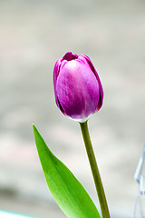 Image showing Purple tulip