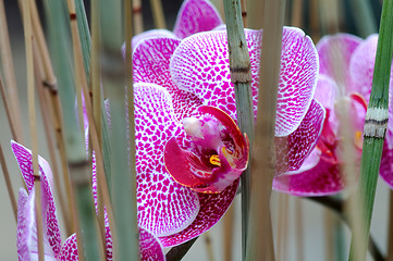 Image showing Pink orchid