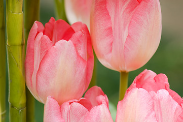 Image showing Pink tulips