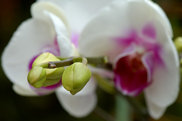 Image showing White orchid