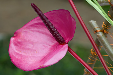 Image showing Purple flamingo flower