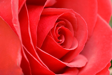 Image showing Red rose