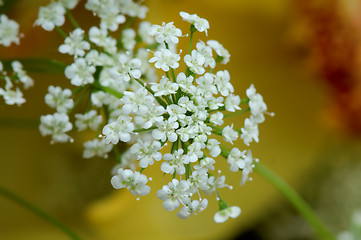 Image showing White floret