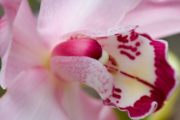 Image showing Pink orchid